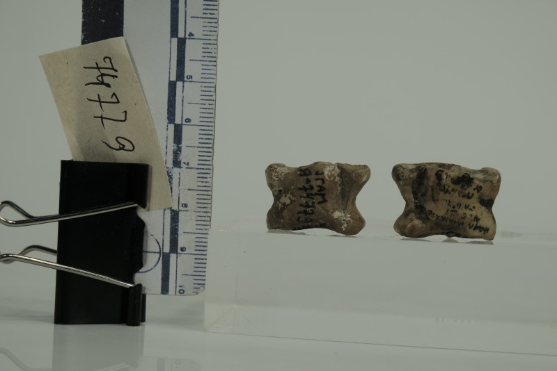 Гральні кістки ( астрогали)