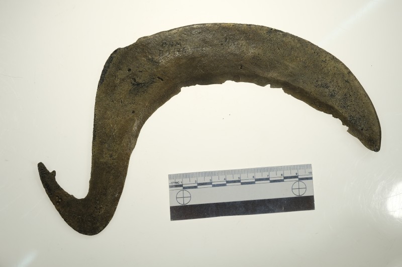 Серп гачкоподібний