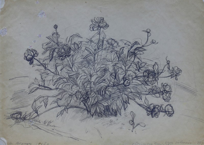 Кущ півонії