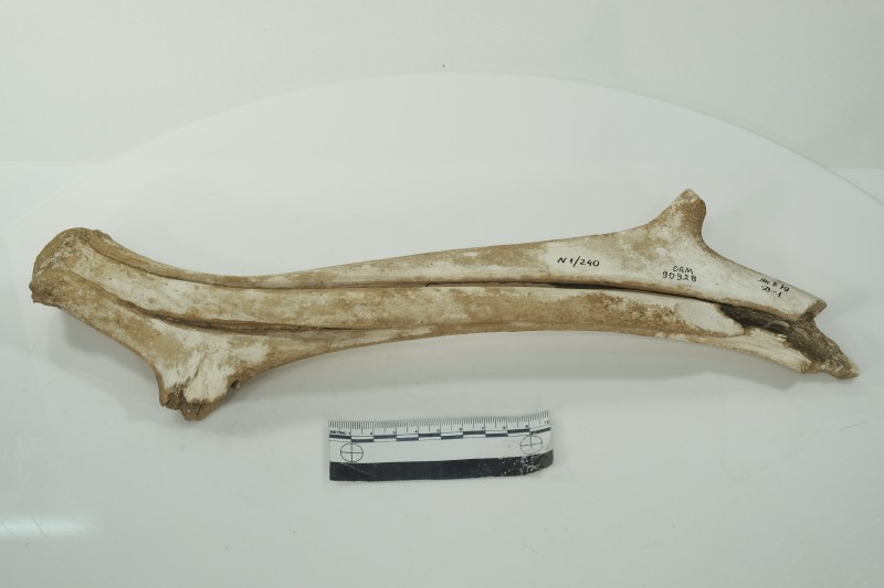 Ріг з пропилами