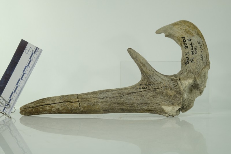 Знаряддя з рогу