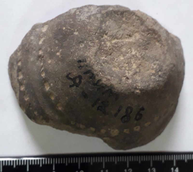 Фрагмент   придонної частини та ціле дно ліпної сіроглиняної посудини.