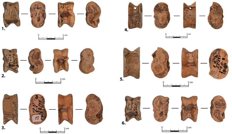 Колекція астрагалів