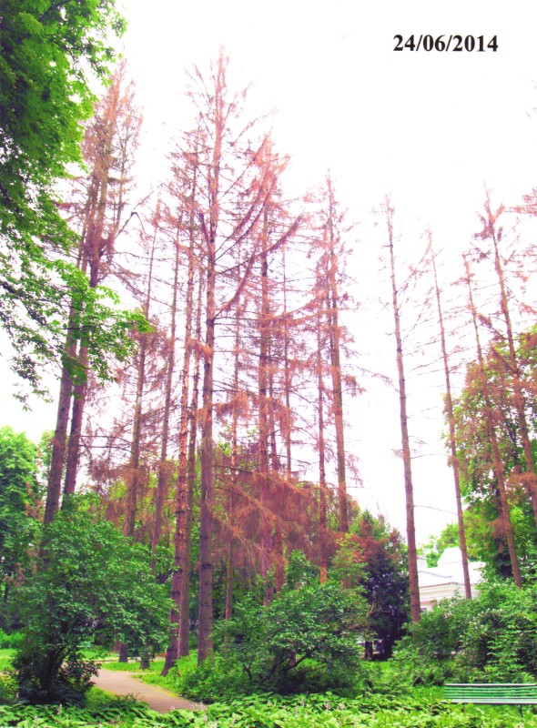 Фотографія. Ялини в парковій зоні Національного музею-садиби М.І.Пирогова. 24.06.2014 р.