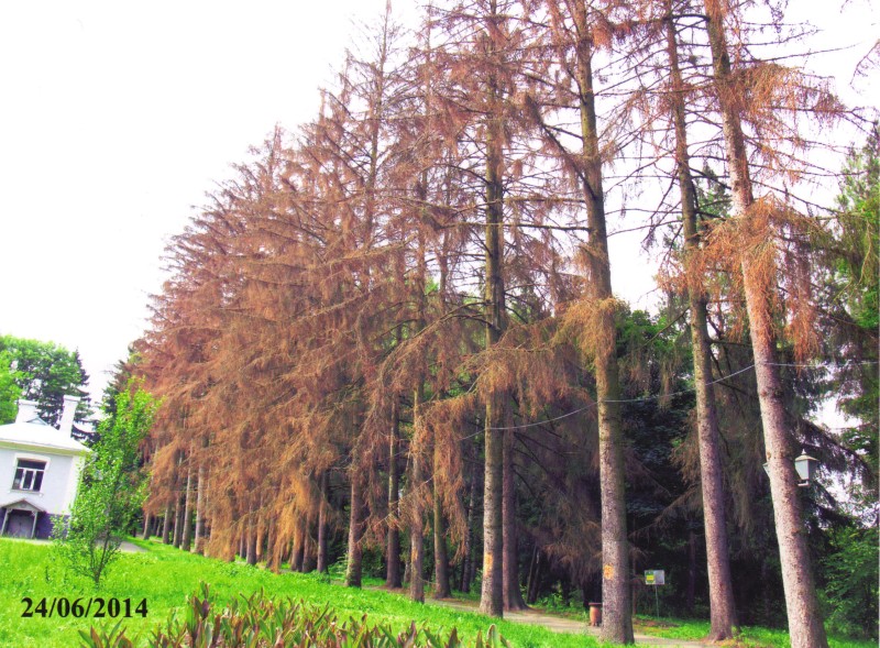Фотографія. Ялинкова алея в Національному музеї-садибі М.І.Пирогова. 24.06.2014 р.