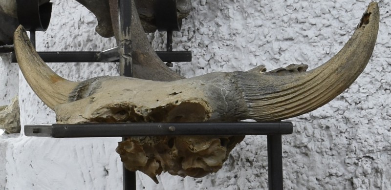 Роги бізона