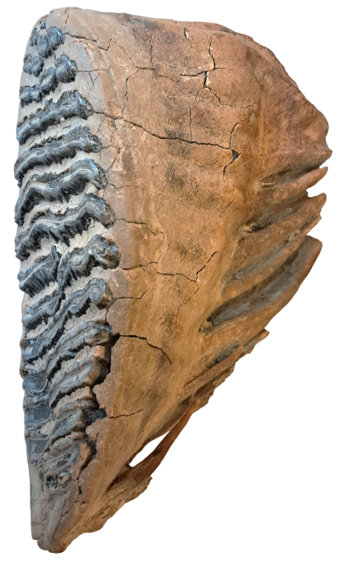 Зуб мамонта