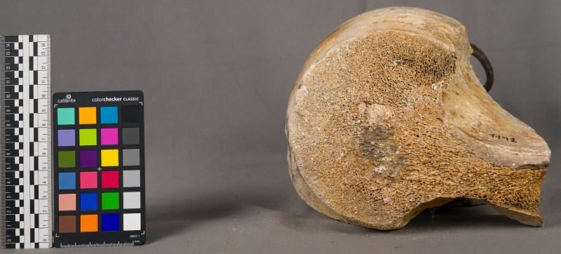 Кістка мамонта -1142