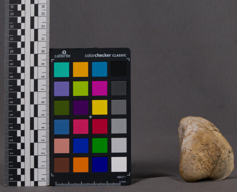 Мушля скам'яніла -3879