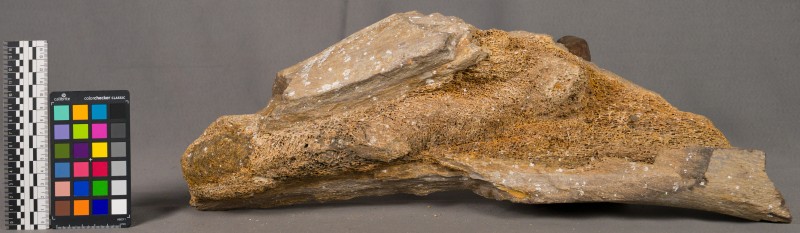 Кістка мамонта -1147