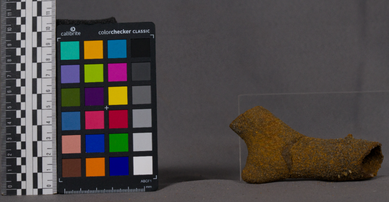 Скам'яніла гілка дерева -3878