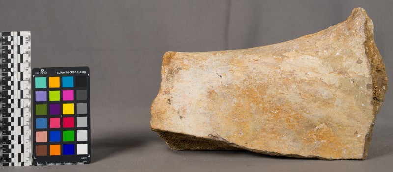 Кістка мамонта -1145