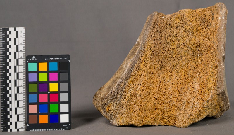 Кістка мамонта -3880