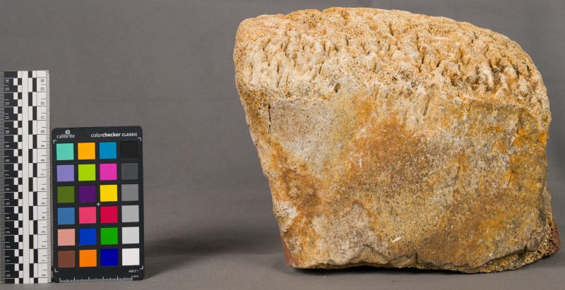 Кістка мамонта -1143