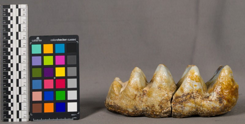 Зуби мастодонта-3873