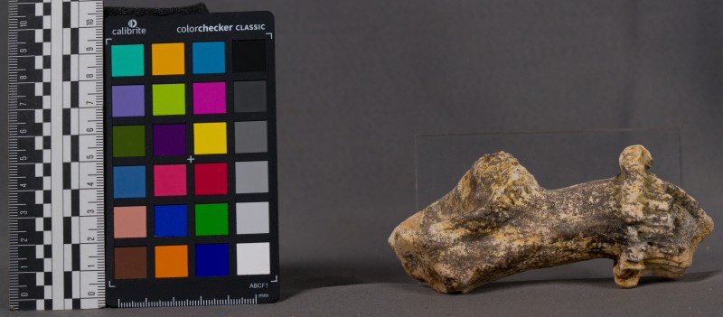 Ріг давньої тварини -3875