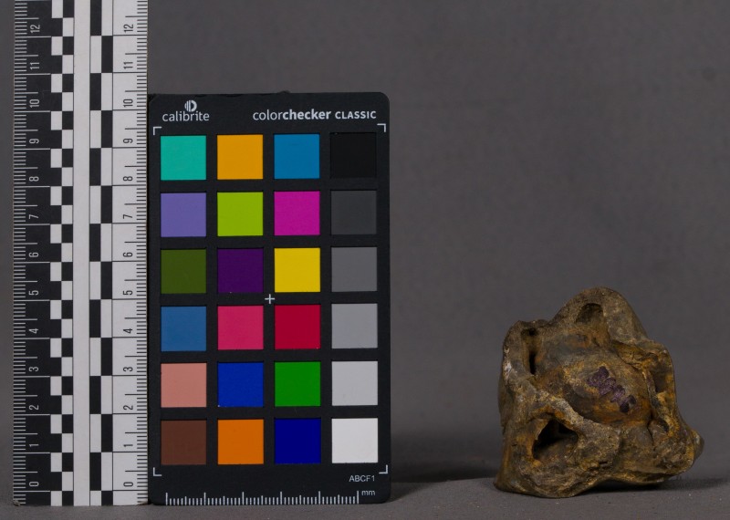 Зуб стародавньої тварини -3876