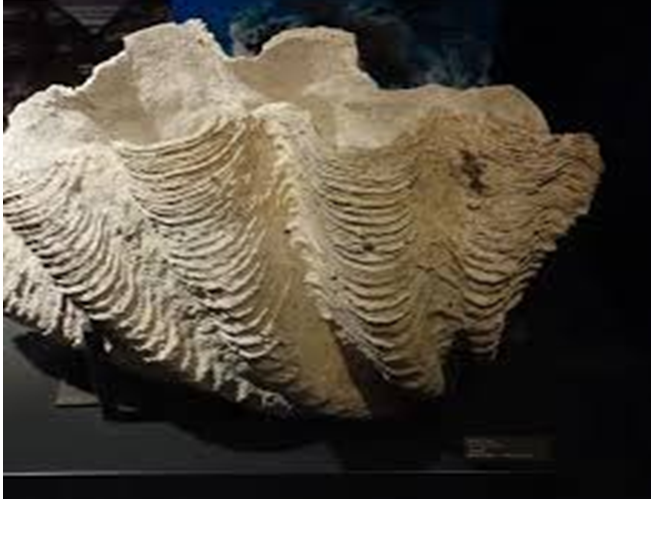 Трідакна луската