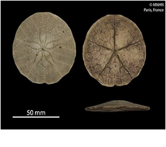 Плоский щитоподібний їжак