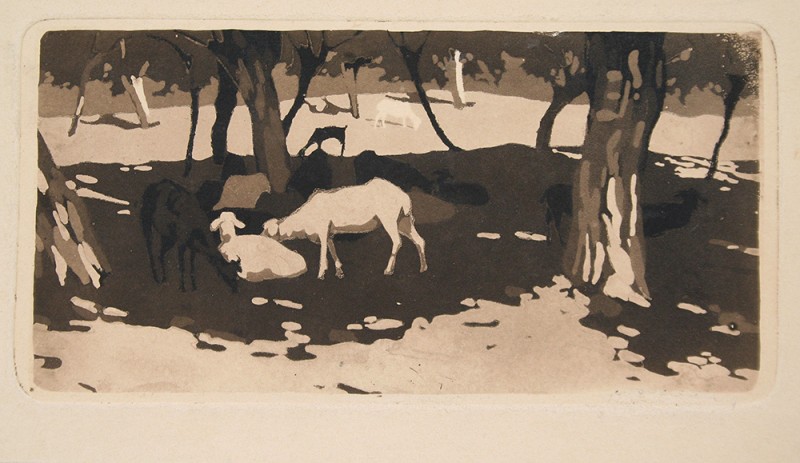 Вівці / Полудень