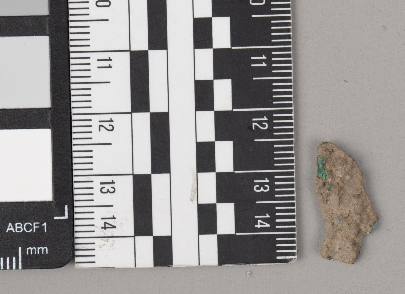 дельфін ольвійський (монета)