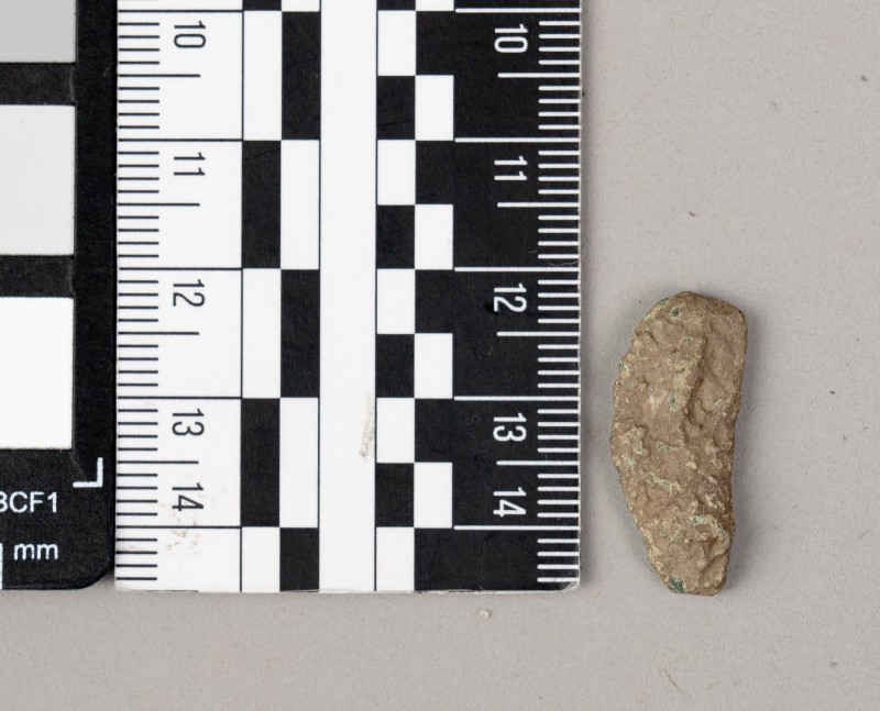 дельфін ольвійський (монета)