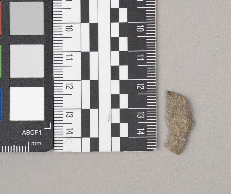 дельфін ольвійський (монета)