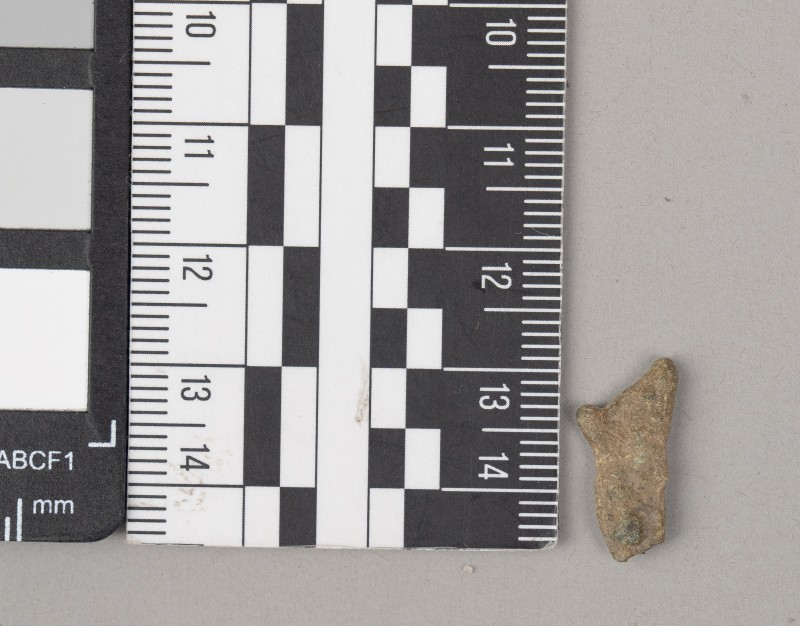 дельфін ольвійський (монета)