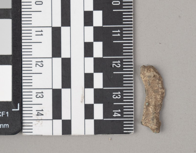 дельфін ольвійський (монета)