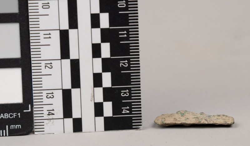 дельфін ольвійський (монета)