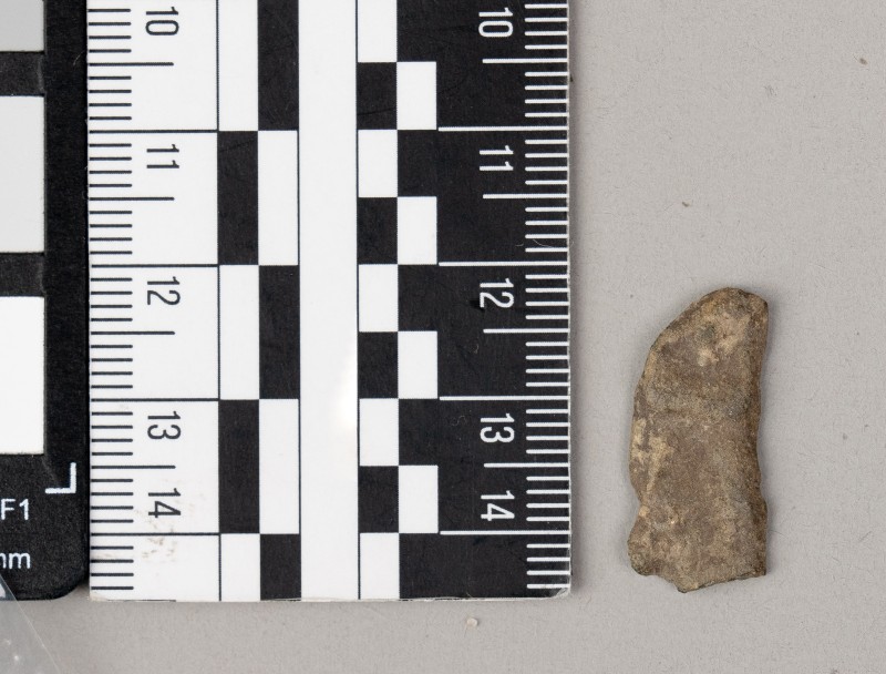 дельфін ольвійський (монета)