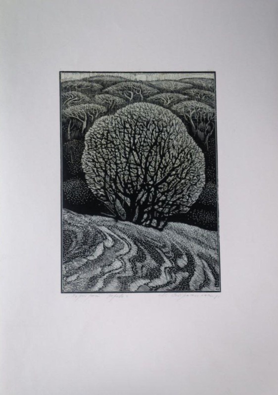 Стратілат Микола Іванович "Портрет дерева"