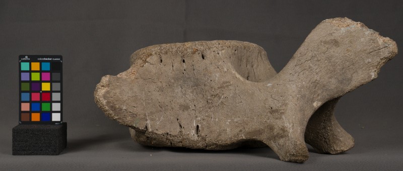 складова частина хребта мамонта