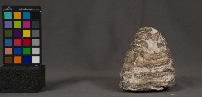 корінь зуба мамонта