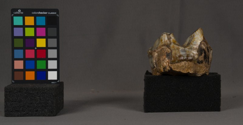 зуб мамонта