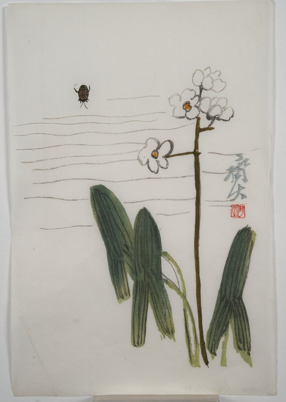 «Омодака або трилистий накінечник стріли (Sagittaria trifolia) і водяний жук".  Альбом із зразками листів поштового паперу, прикрашених малюнками Ці Байші і інших художників