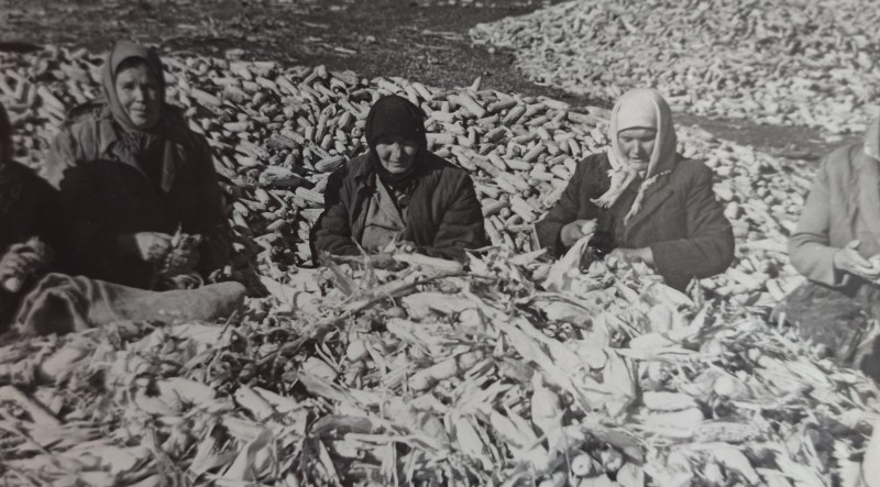 Фото колгоспниць за чищенням кукурудзи в кагатах (1970 рік).