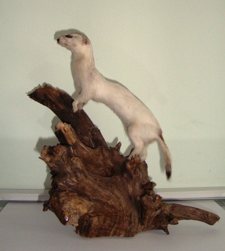 Опудало з підставкою. Ласка звичайна південна (Mustela nivalis vulgaris).