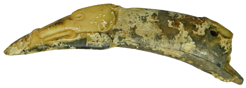 Ікло кабана