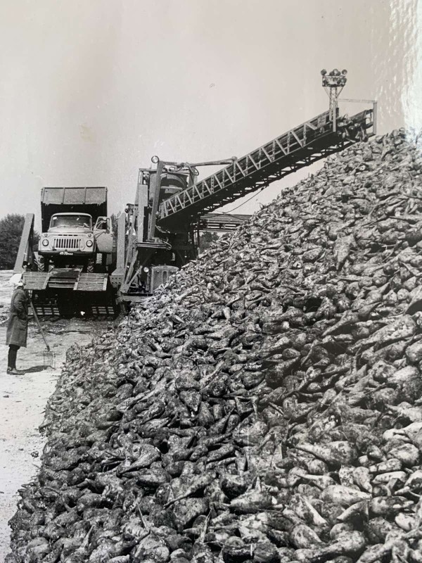Фото "Перший кагат на буряковому полі врожаю 1977 року"