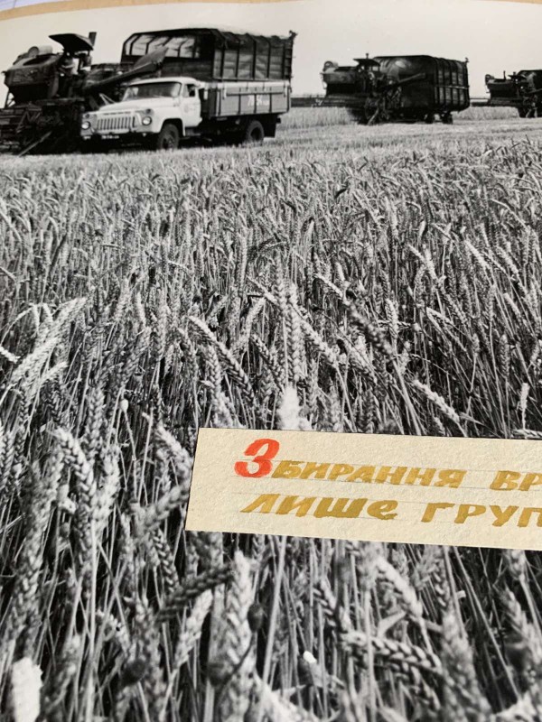 Фото "Збирання врожаю проводиться груповим методом"