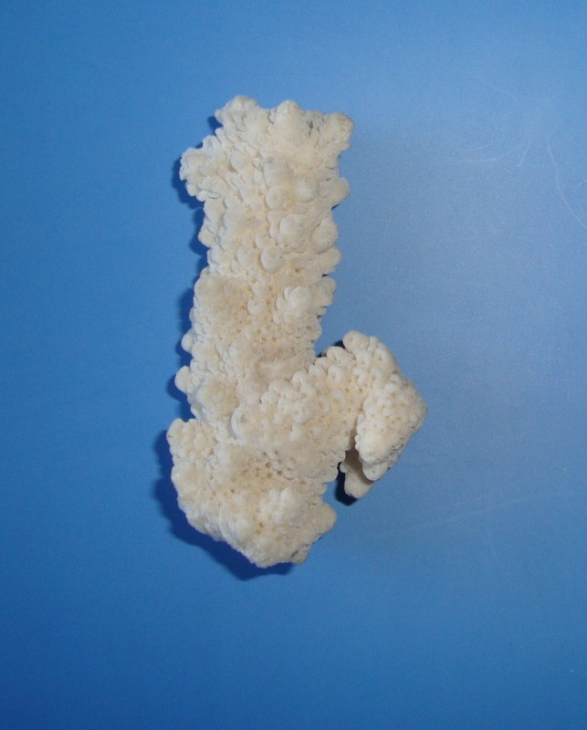 Шматок коралу (скелету коралових поліпів).