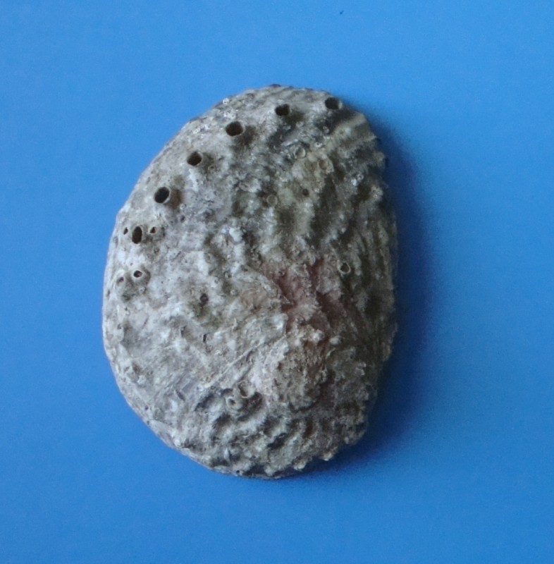 Мушля. Галіотіс бугорчатий. Haliotis turberculata.