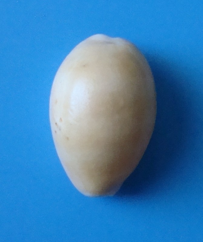 Мушля. Каурі алгоєнська. Cypraea algoensis.