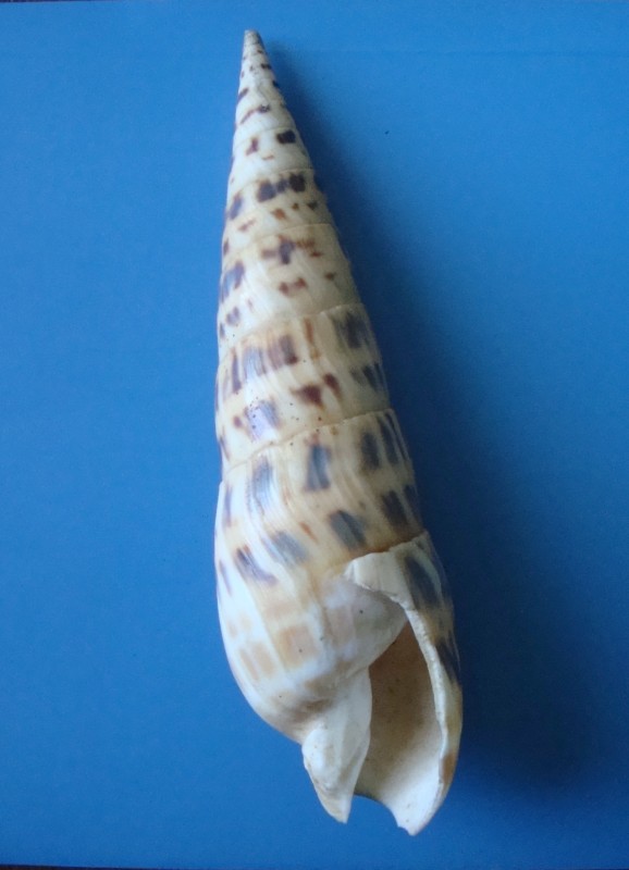 Мушля. Конус текстильний. Conus textile.