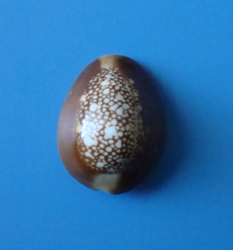 Мушля. Каурі – голова змії.  Cypraea caputserpentis.