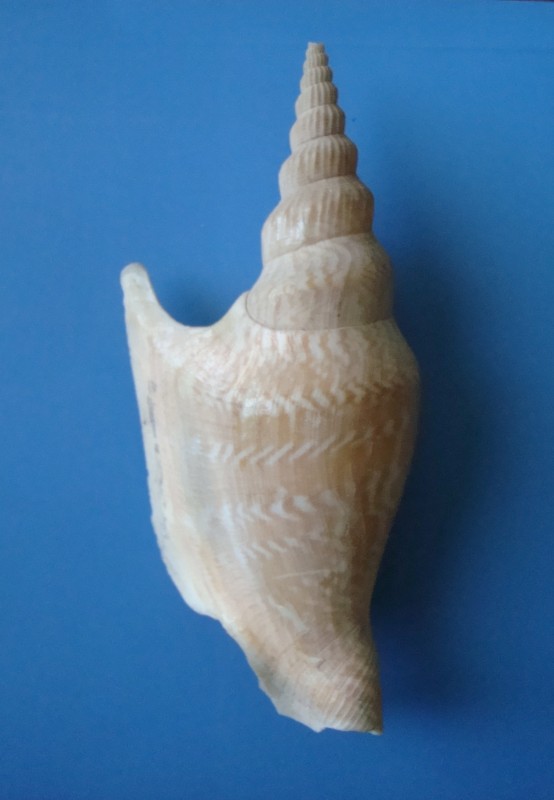 Мушля. Стромбус Лістера. Strombus Listeri.