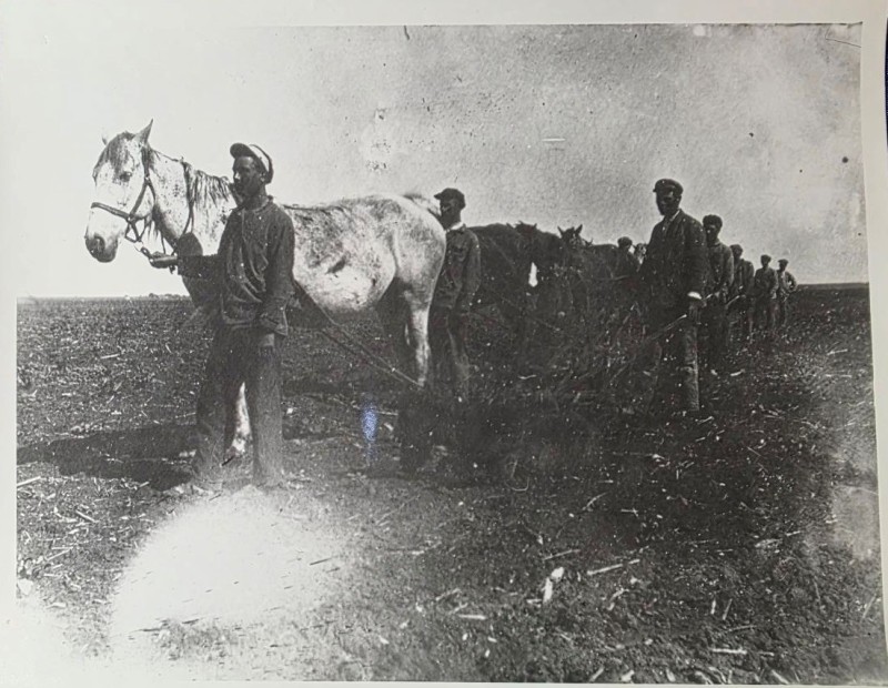 Селяни на польових роботах з кіньми 1920-30рр.