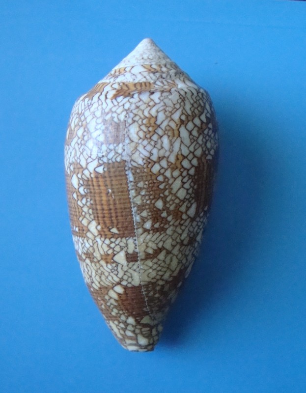 Мушля. Конус текстильний. Conus textile.