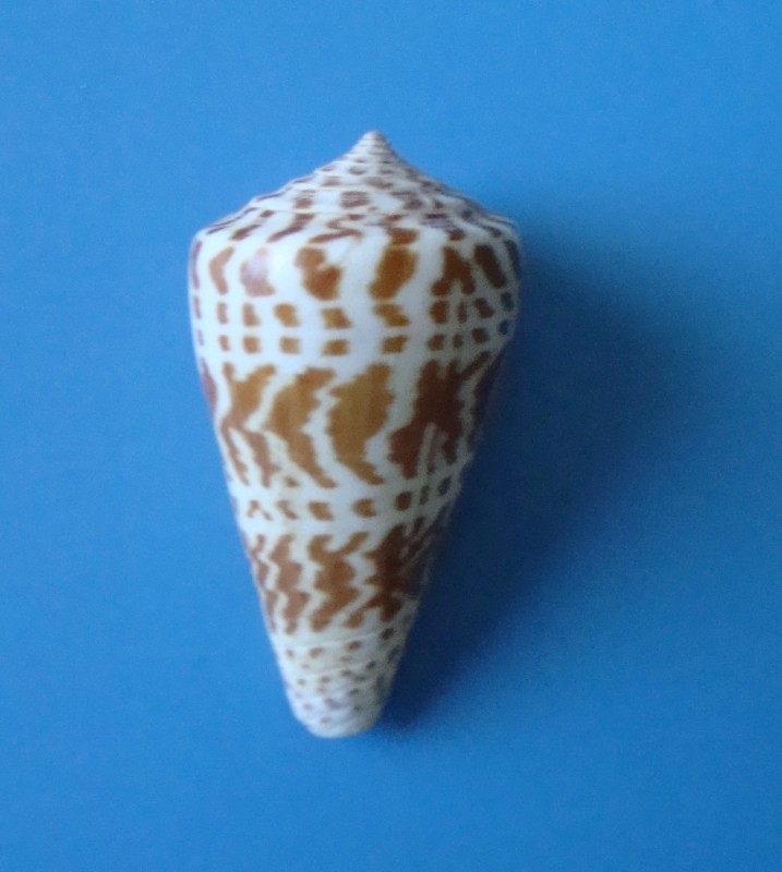 Мушля. Конус халдейський. Conus chalaeus.